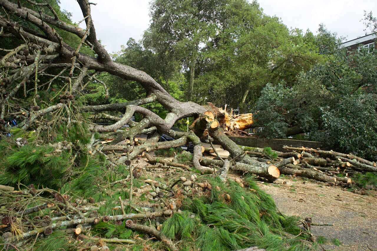 Tree Removal for Businesses in Hewitt, TX